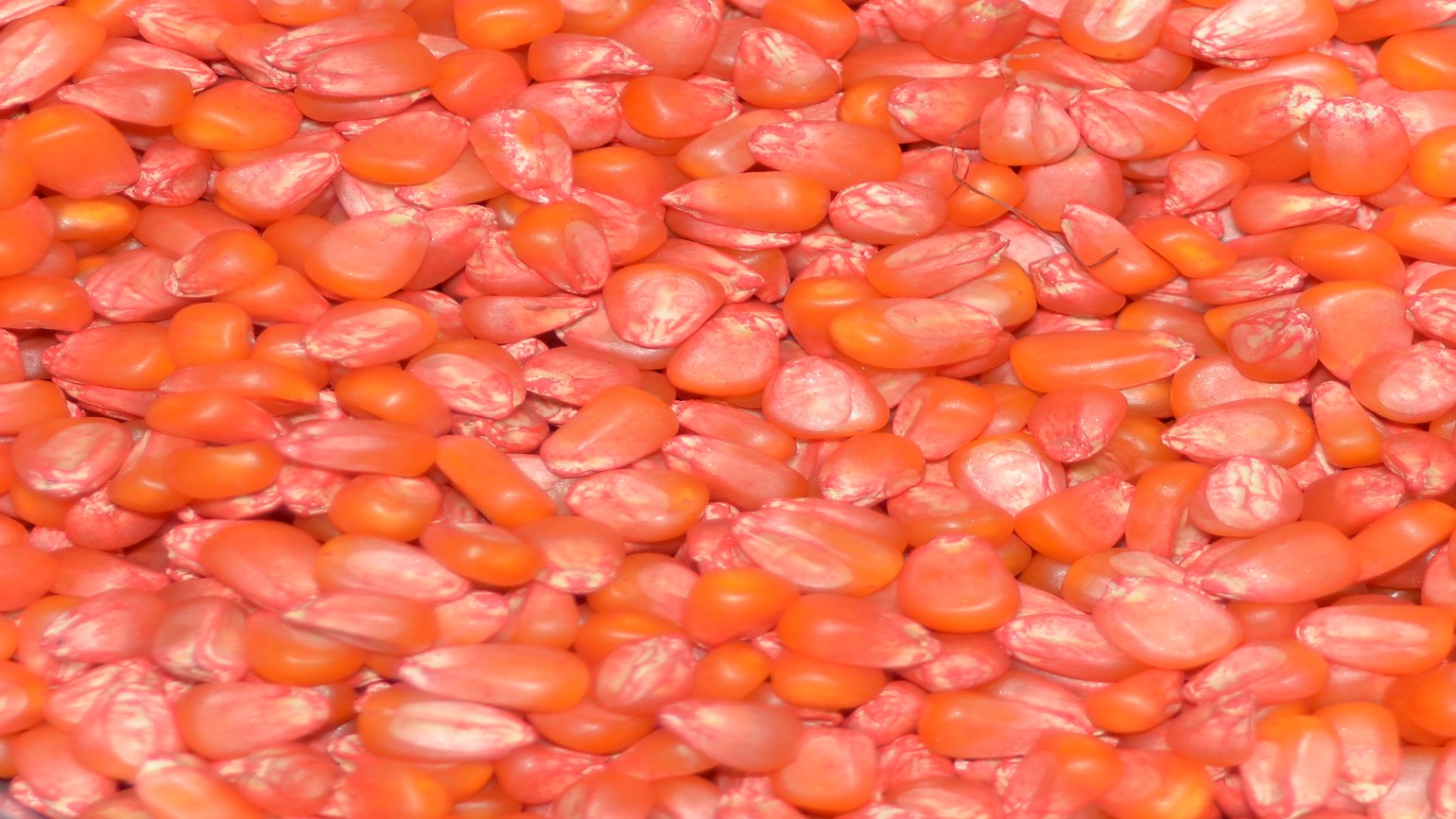 Poncho VOTiVO® Agricultural Solutions