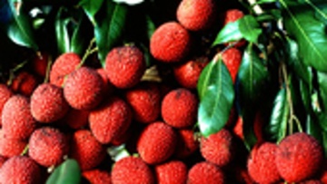 Lychee