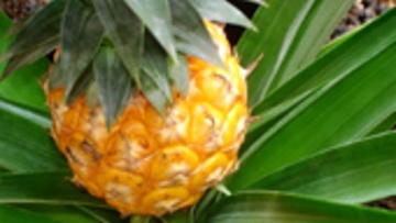 Pineapple