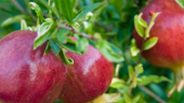 Pomegranate