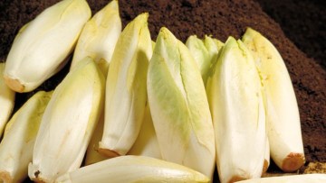 Radicchio/Italian-Chicory