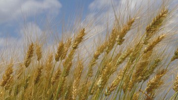Spring Durum Wheat