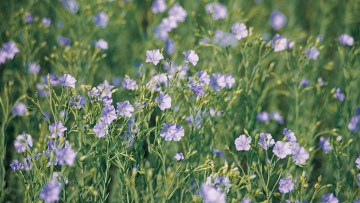 Flax/ Linseed