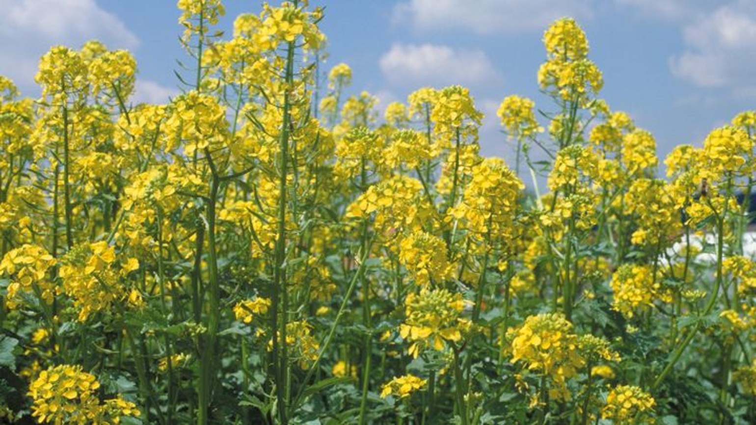 Winter Rapeseed Oilseed-Rape-Winter - Agricultural Solutions