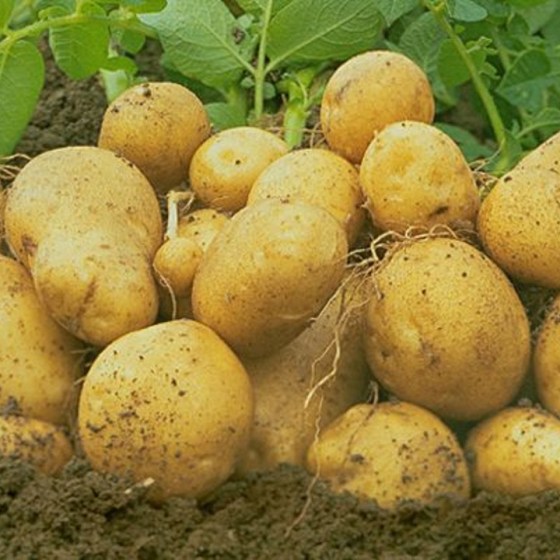 Common reed - Agricultural Solutions