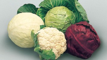 Head Cabbage