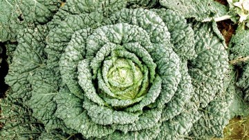 Cabbage Savoy