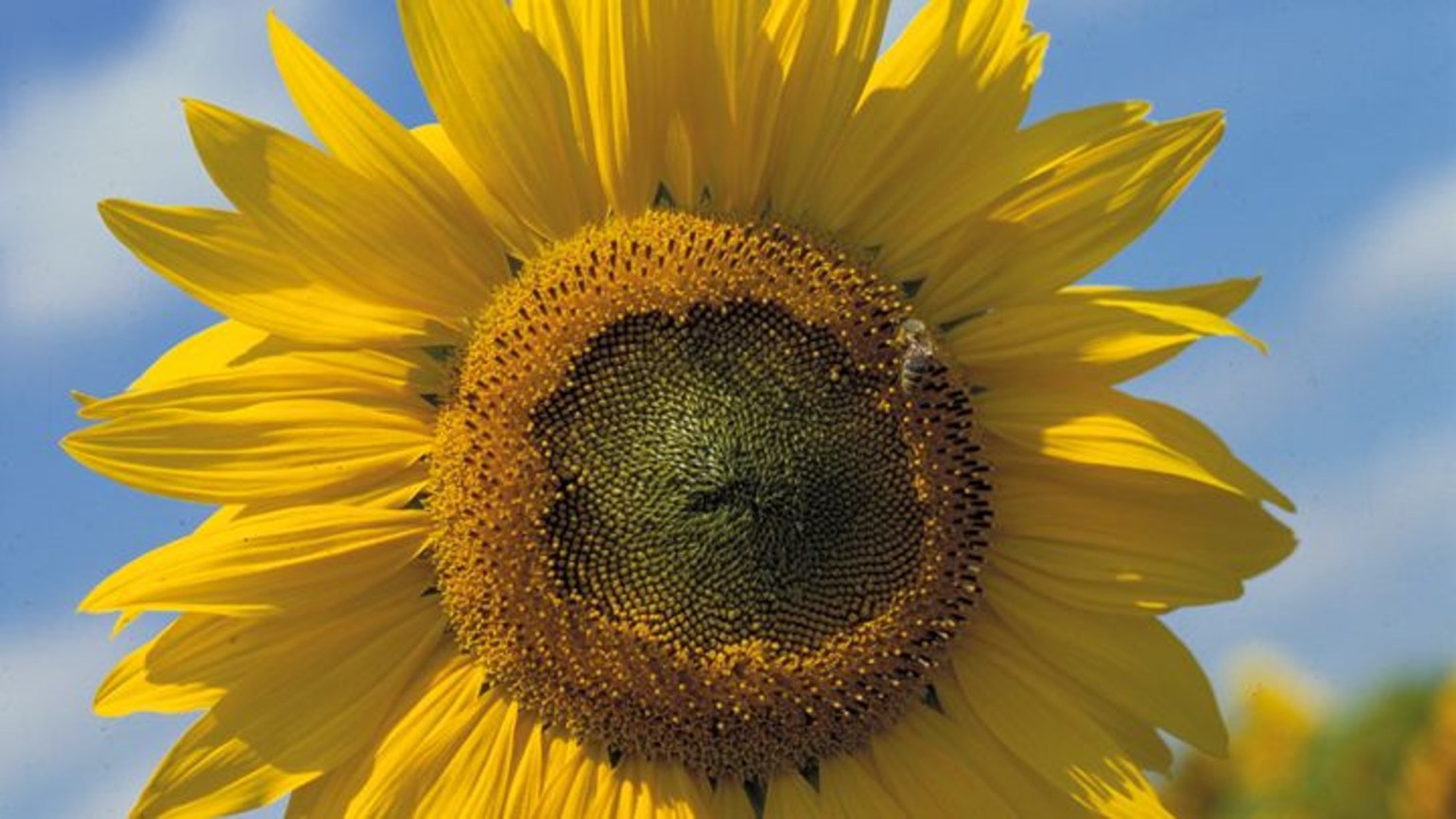 Sunflower Clearfield Agricultural Solutions