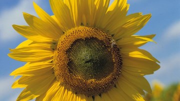 Conventional Sunflower