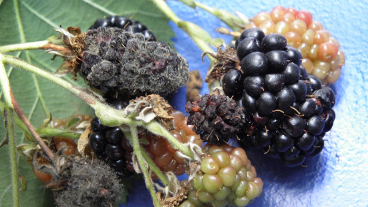 Botrytis Raspberry Botrytis (Botrytis cinerea) - Agricultural Solutions