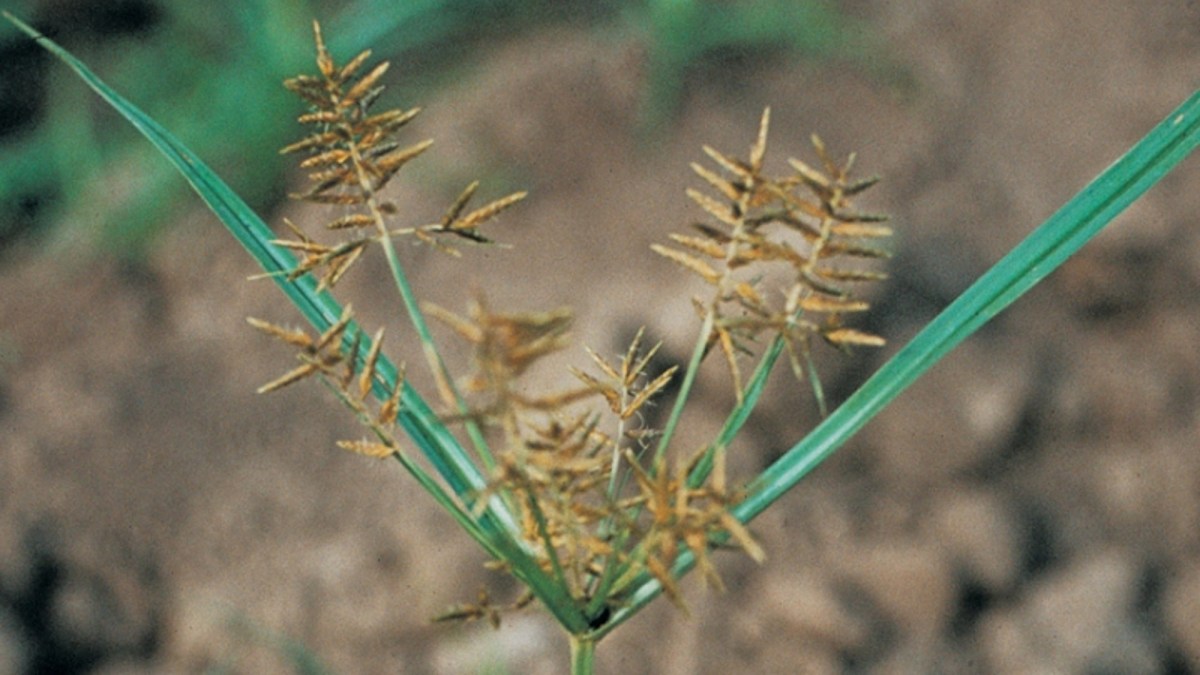 Yellow nutsedge Agricultural Solutions