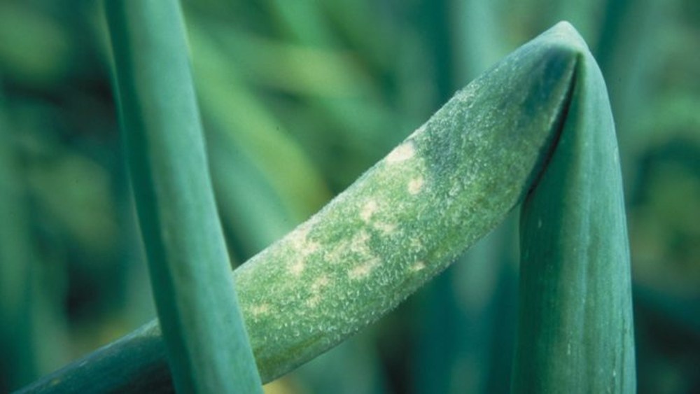 Downy mildew (Onions) Agricultural Solutions