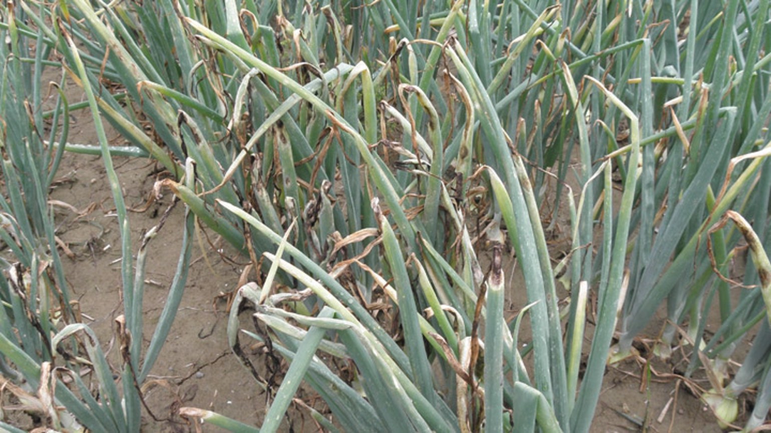 Downy mildew (Onions) Agricultural Solutions