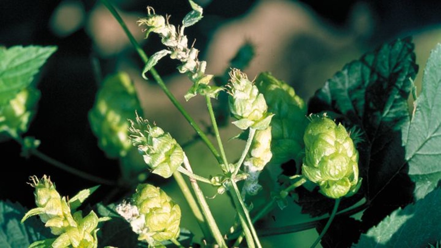 Powdery Mildew (Hop) Agricultural Solutions