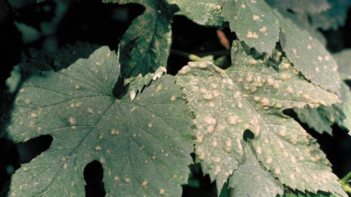 Powdery Mildew (Hop) Agricultural Solutions