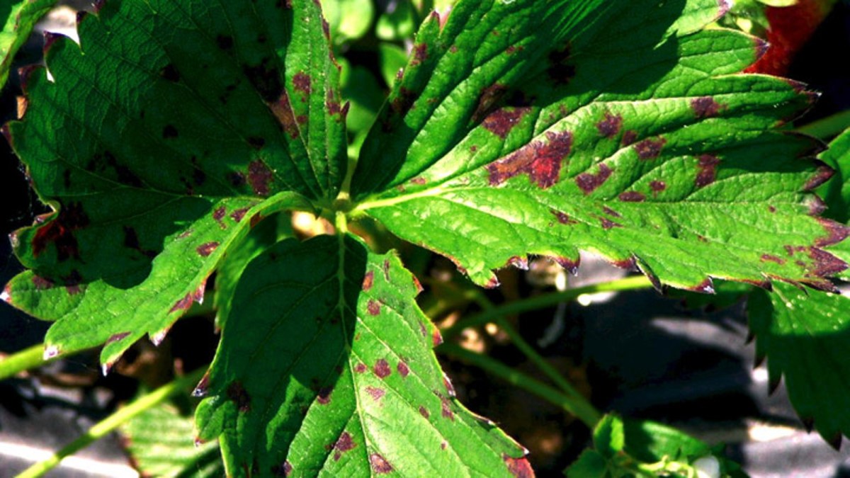 Powdery Mildew (Hop) Agricultural Solutions