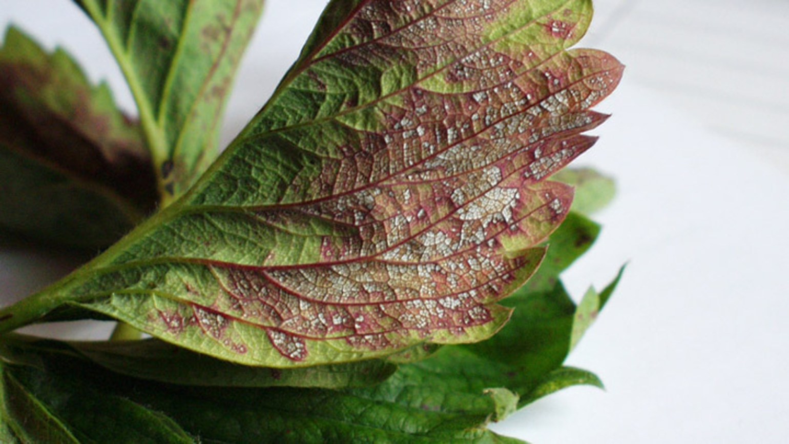 Powdery Mildew (Hop) Agricultural Solutions